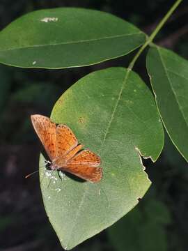 Image of Parvospila lucianus