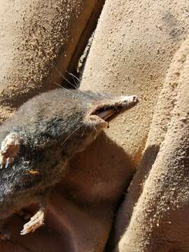 Image of Yucatan Small-eared Shrew