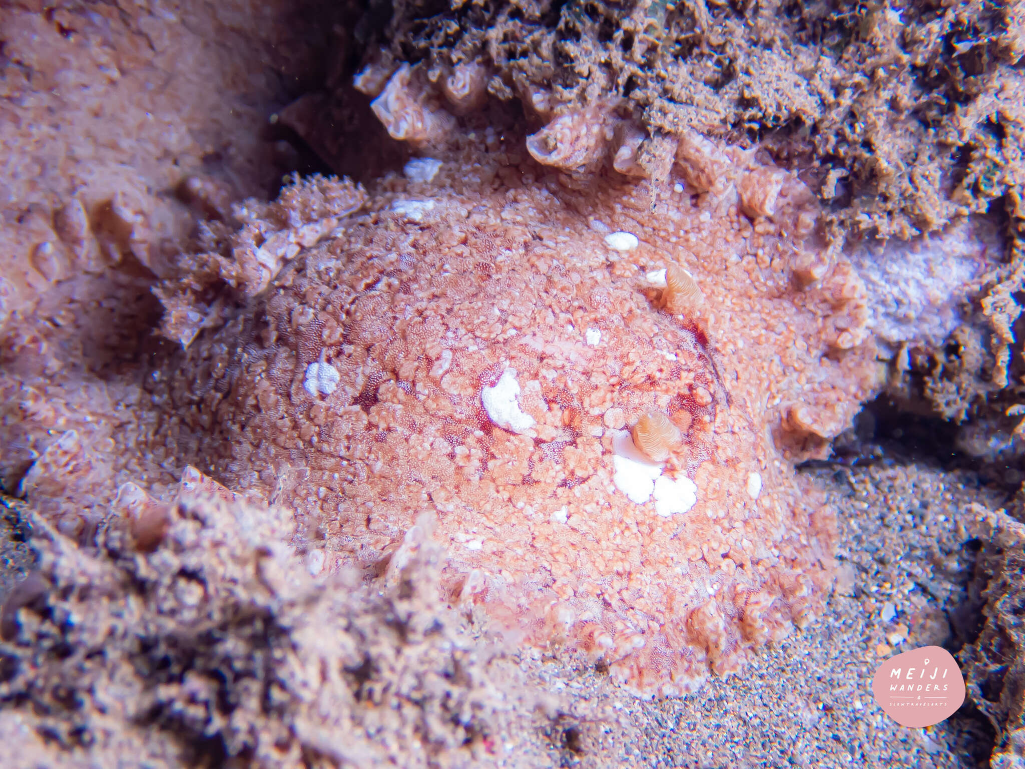 Image of Platydoris sabulosa Dorgan, Valdés & Gosliner 2002