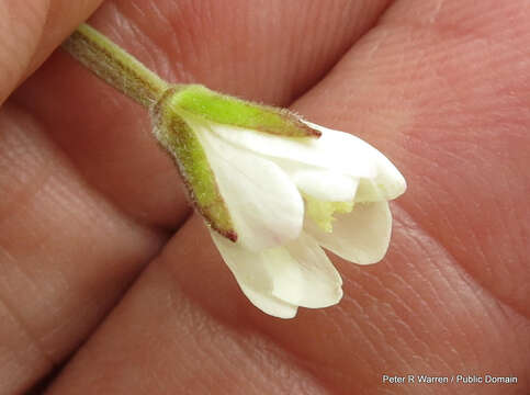 Image of Epilobium capense Buch. ex Krauss