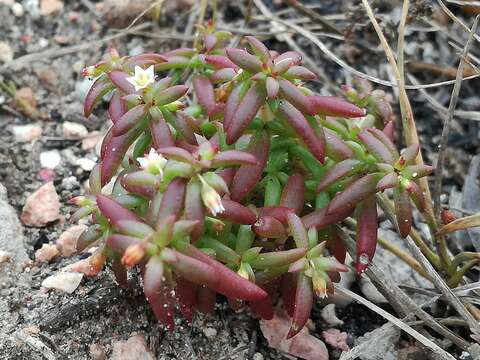 Image of Crassula expansa subsp. expansa