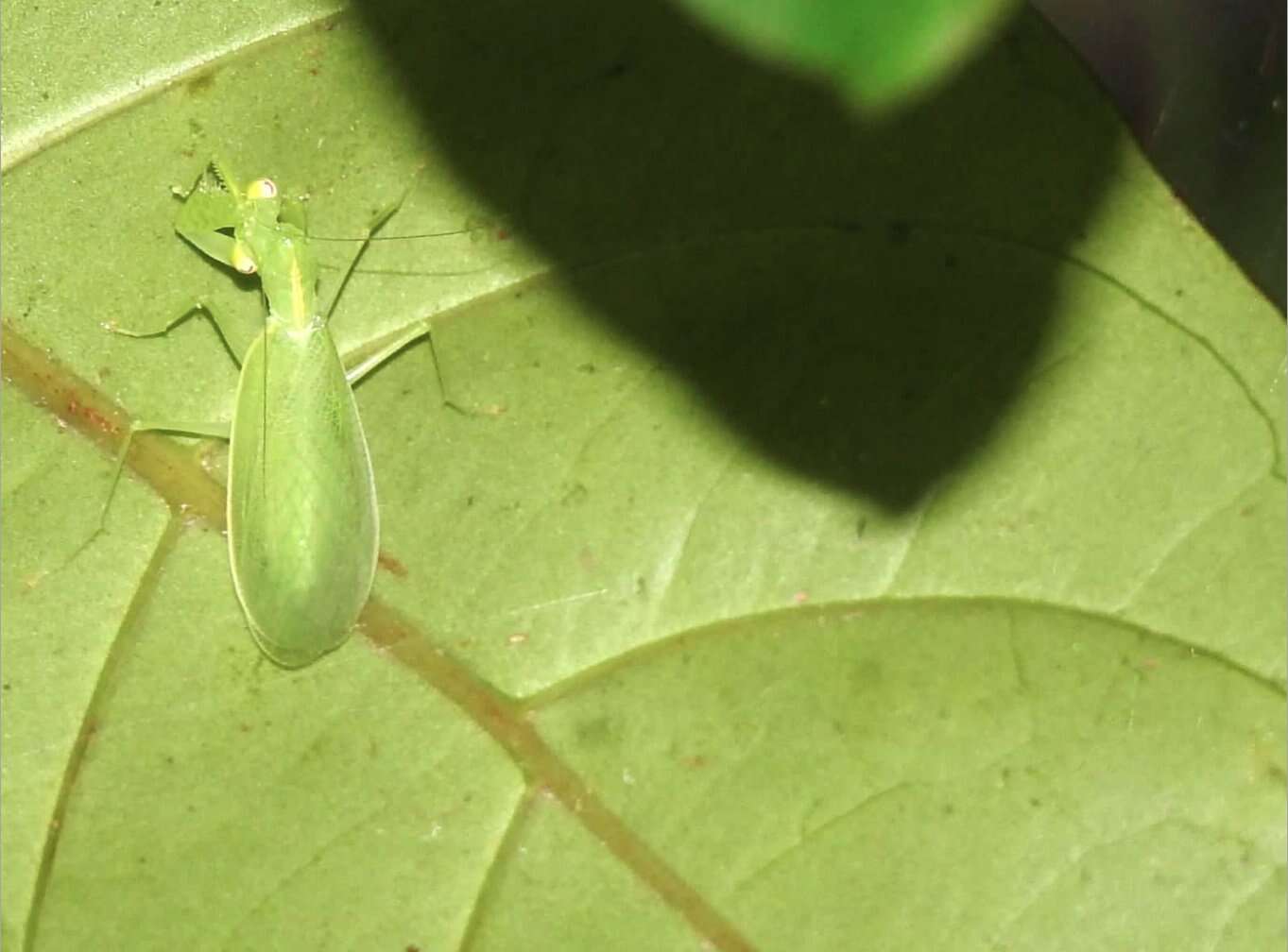 صورة Tropidomantis (Tropidomantis) gressitti Tinkham 1937