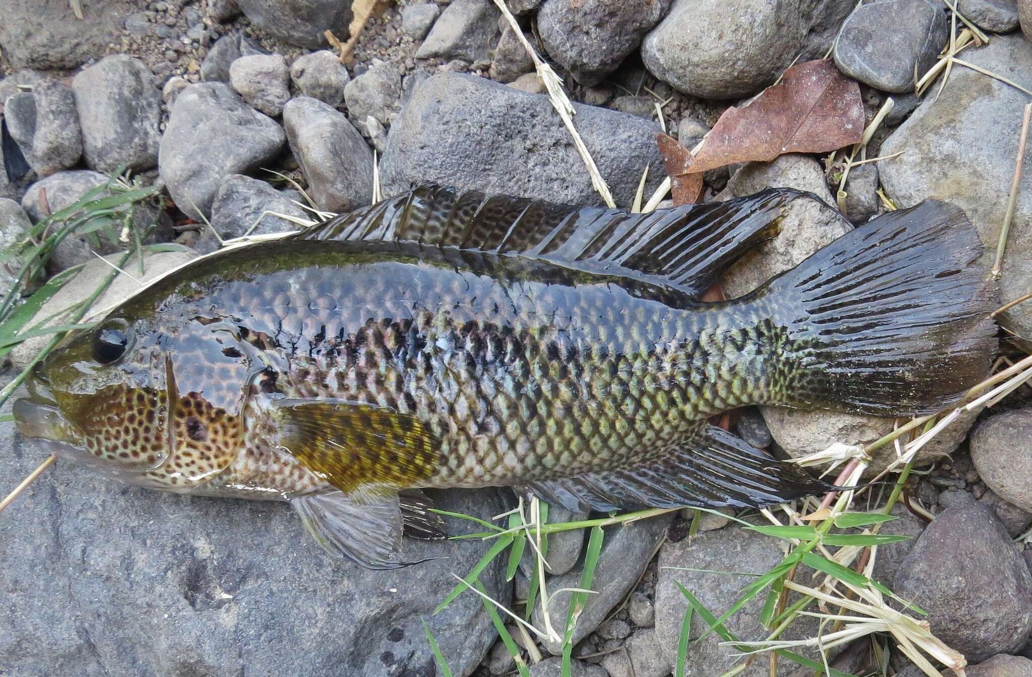 Image of False yellowjacket cichlid