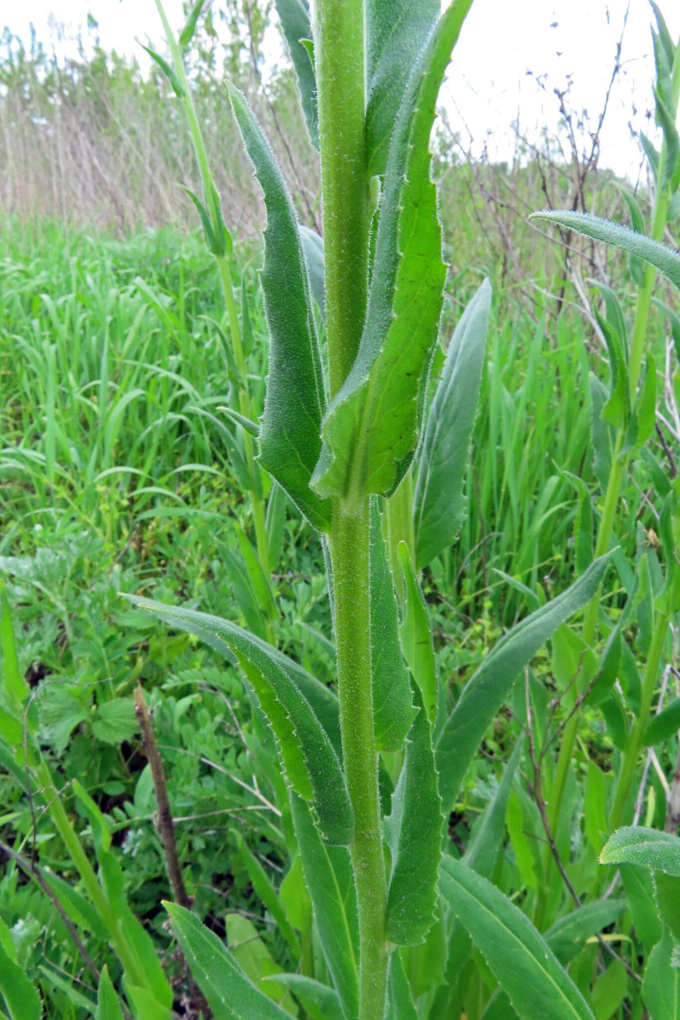 Imagem de Hesperis pycnotricha Borbás