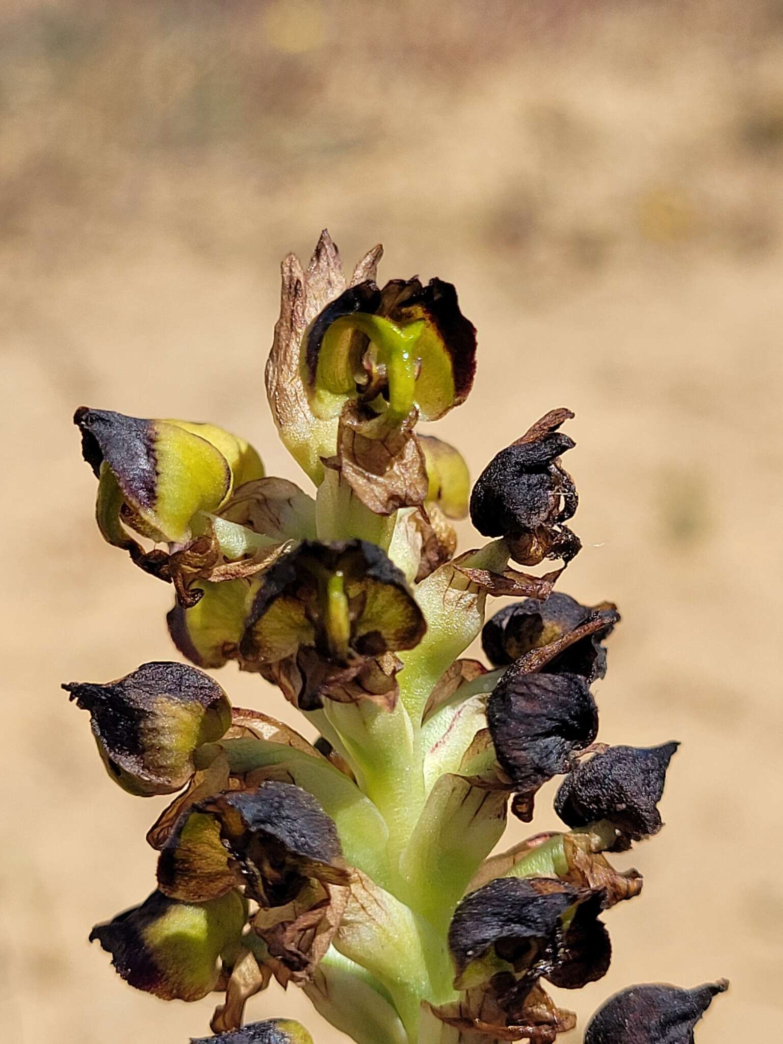 Image of Corycium ingeanum E. G. H. Oliv.