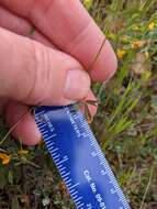 Image de Trifolium bifidum var. bifidum