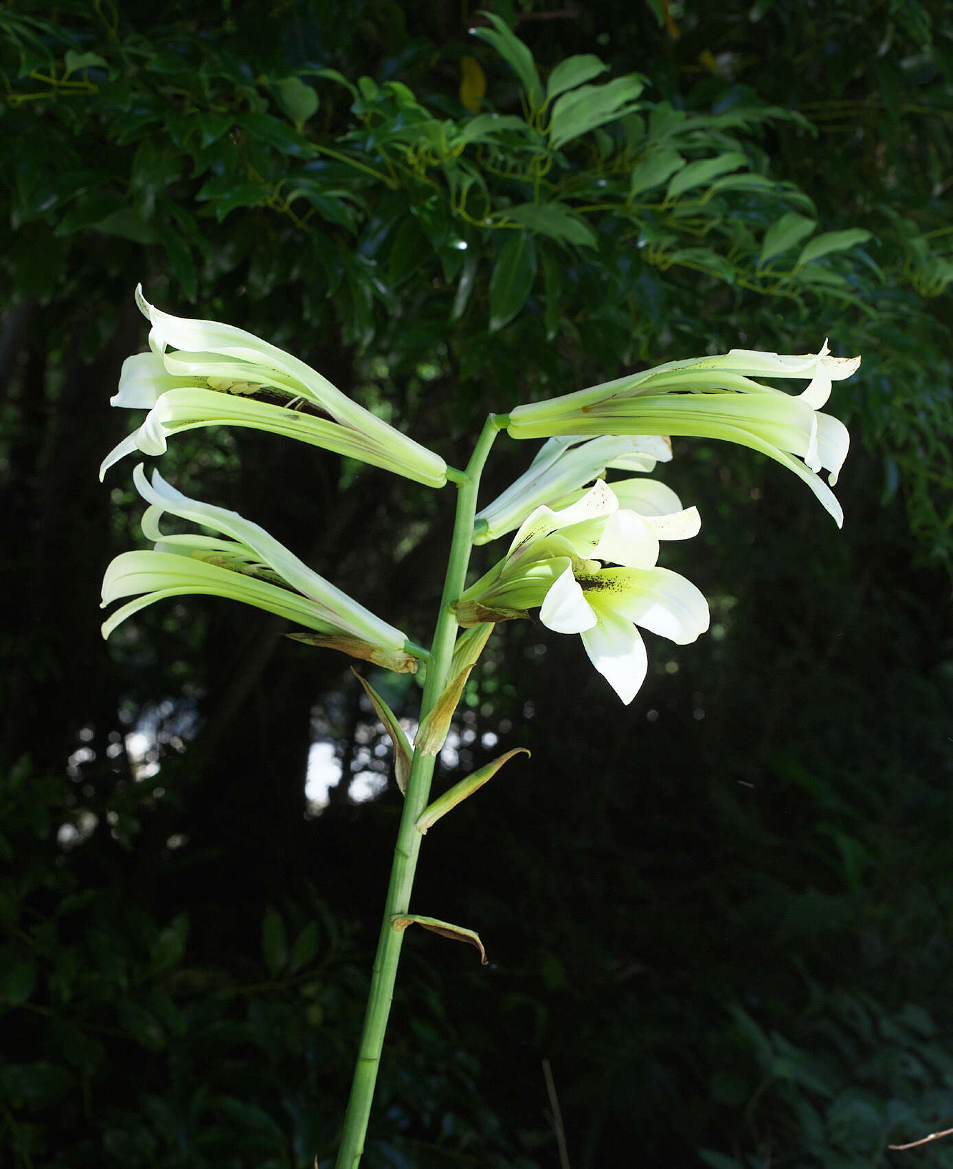 Image of Lily