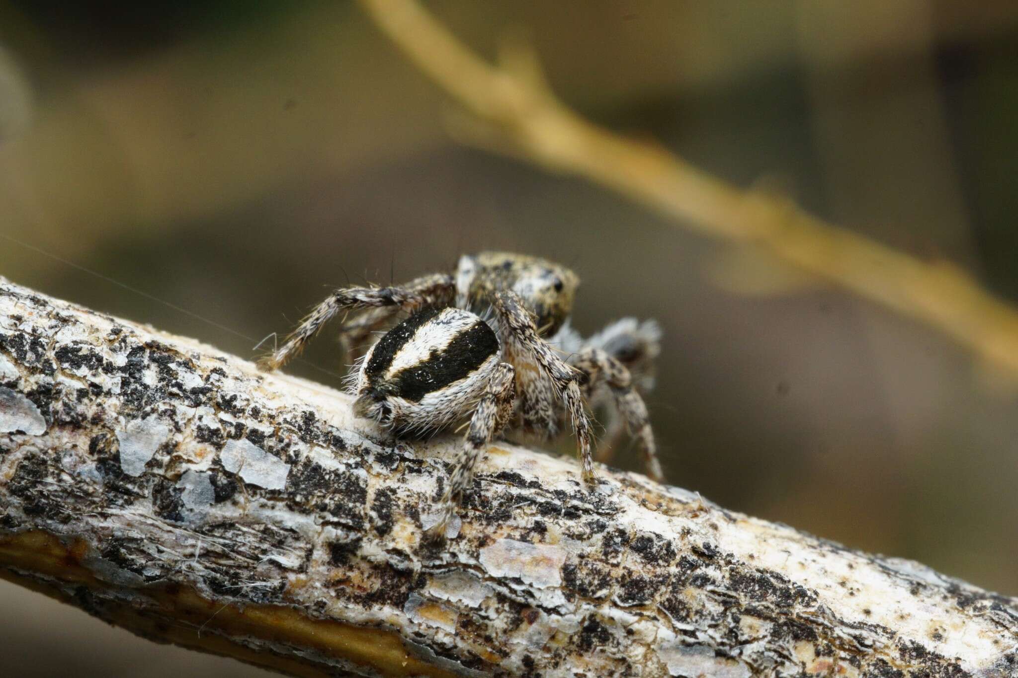 Image of Habronattus conjunctus (Banks 1898)