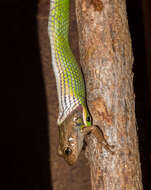 Image of Crown Ground Snake