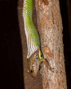 صورة Erythrolamprus viridis (Günther 1862)