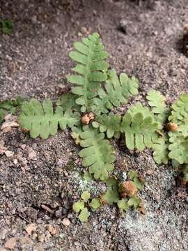 Image of Asplenium phillipsianum (Kümmerle) Bir