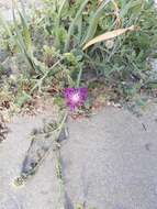 Слика од Centaurea sphaerocephala L.