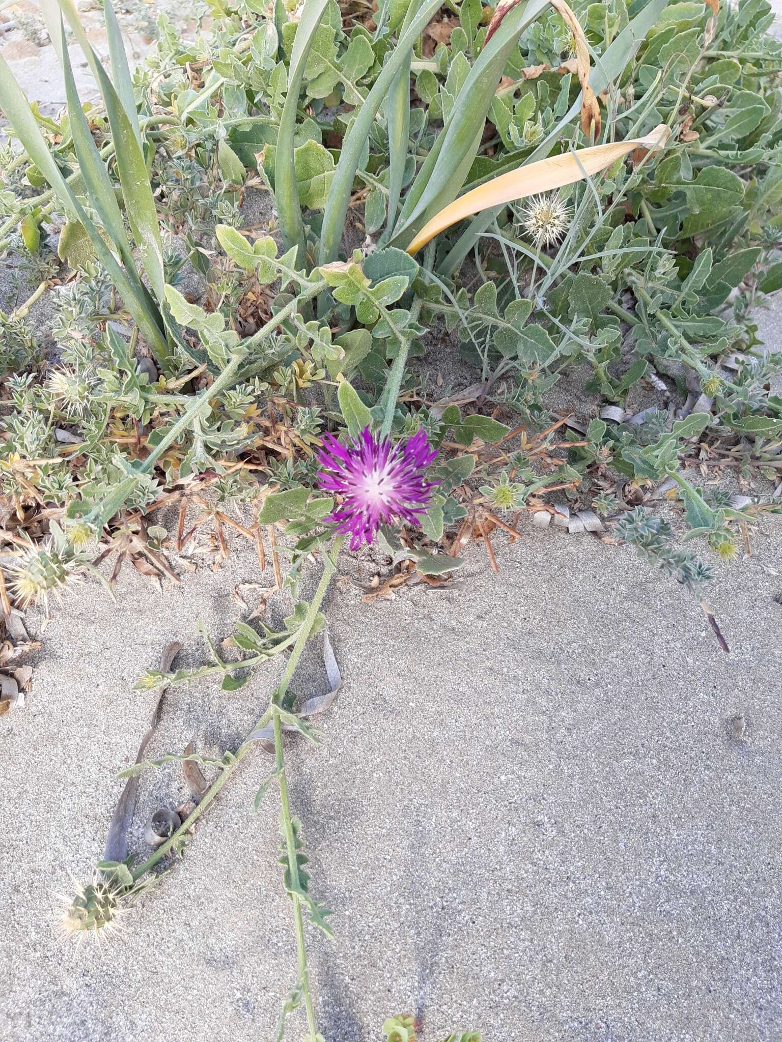 Слика од Centaurea sphaerocephala L.