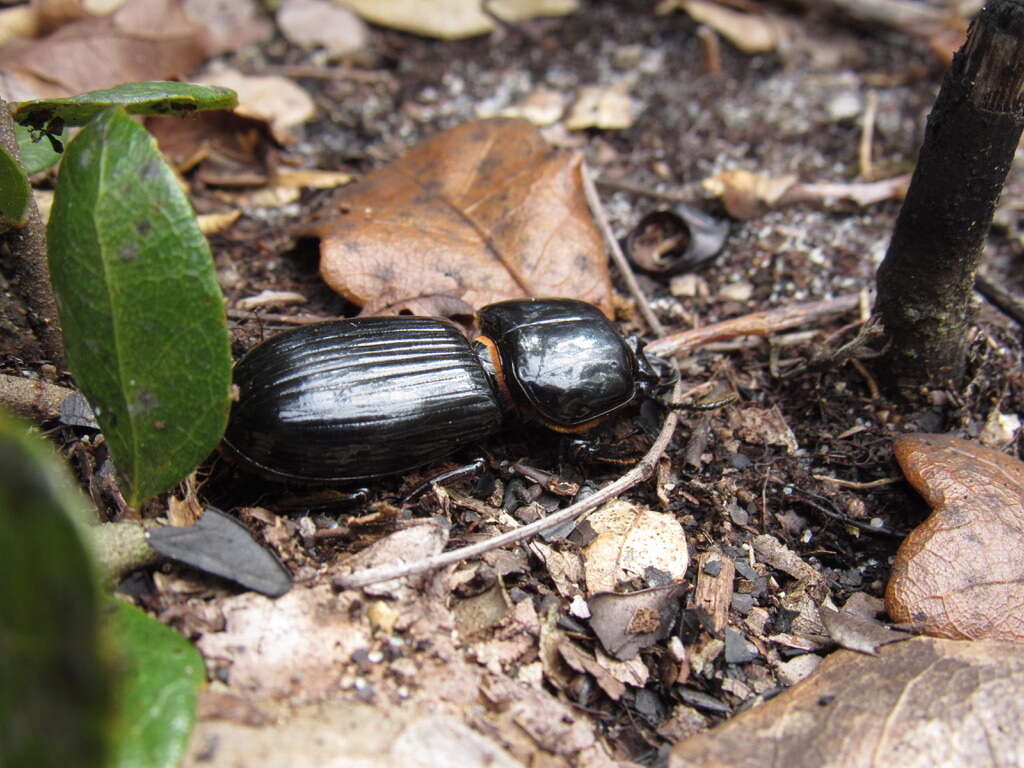 Image of Odontotaenius floridanus Schuster 1994