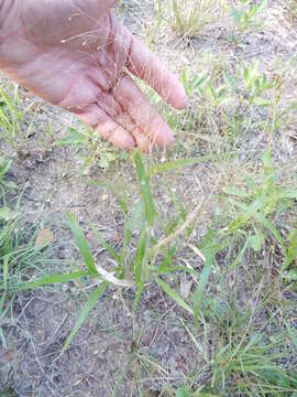 Image of witch grass