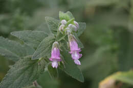 Слика од Lepechinia fragrans (Greene) Epling