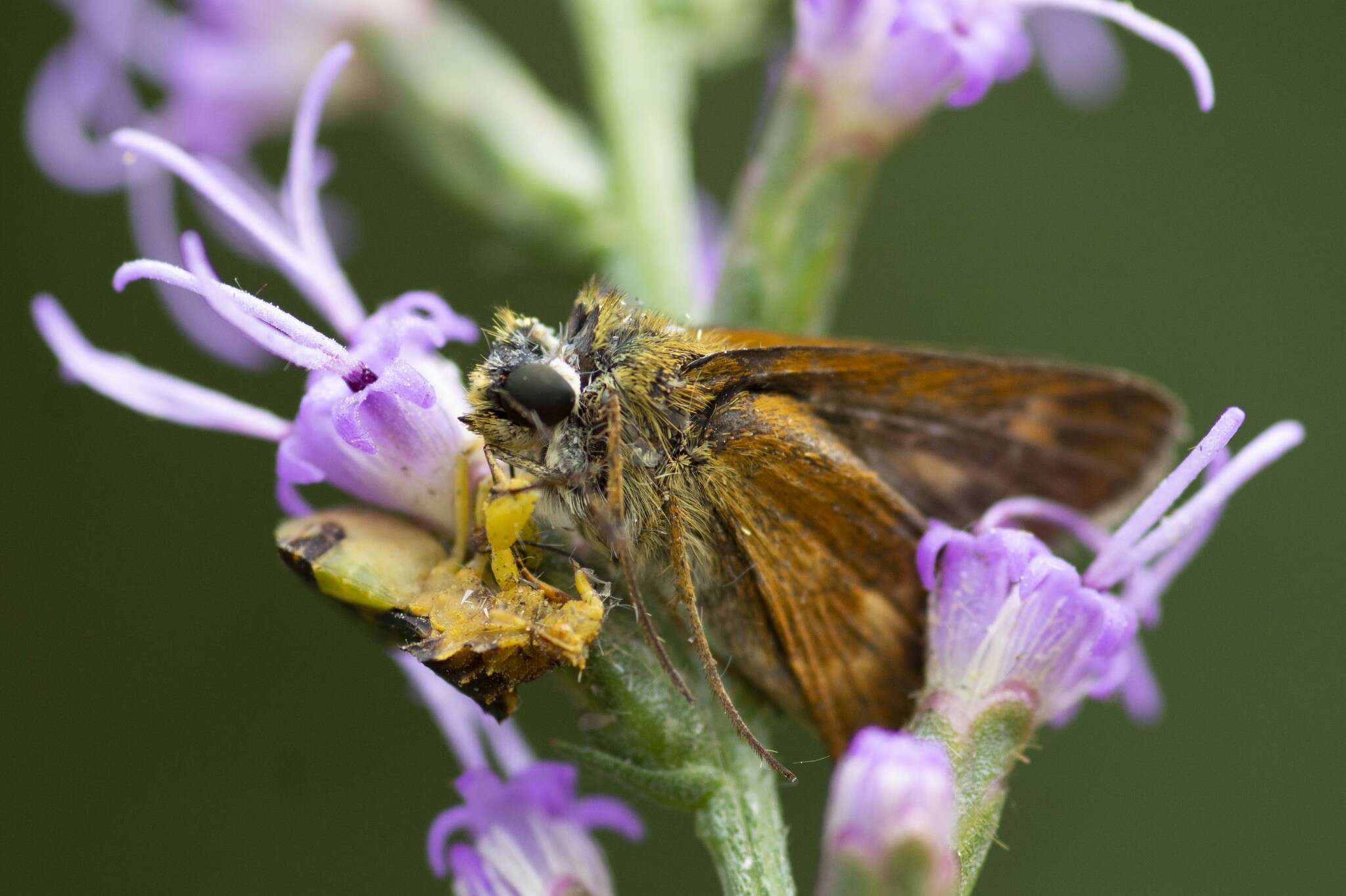 Imagem de Phymata fasciata mystica Evans 1931