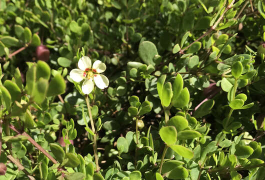 Image de Roepera maritima (Eckl. & Zeyh.) Beier & Thulin