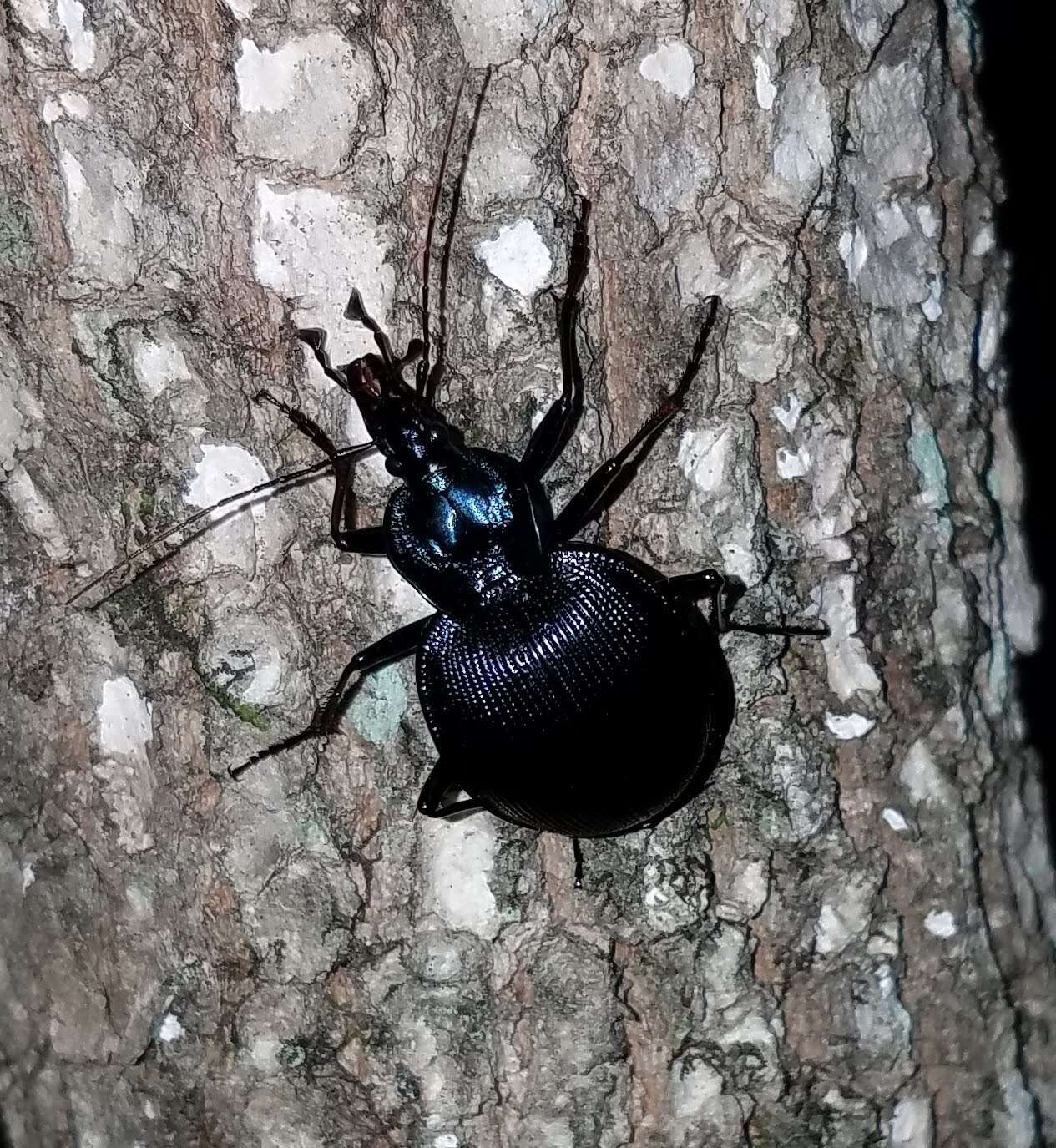 Imagem de Scaphinotus (Scaphinotus) viduus (Dejean 1826)