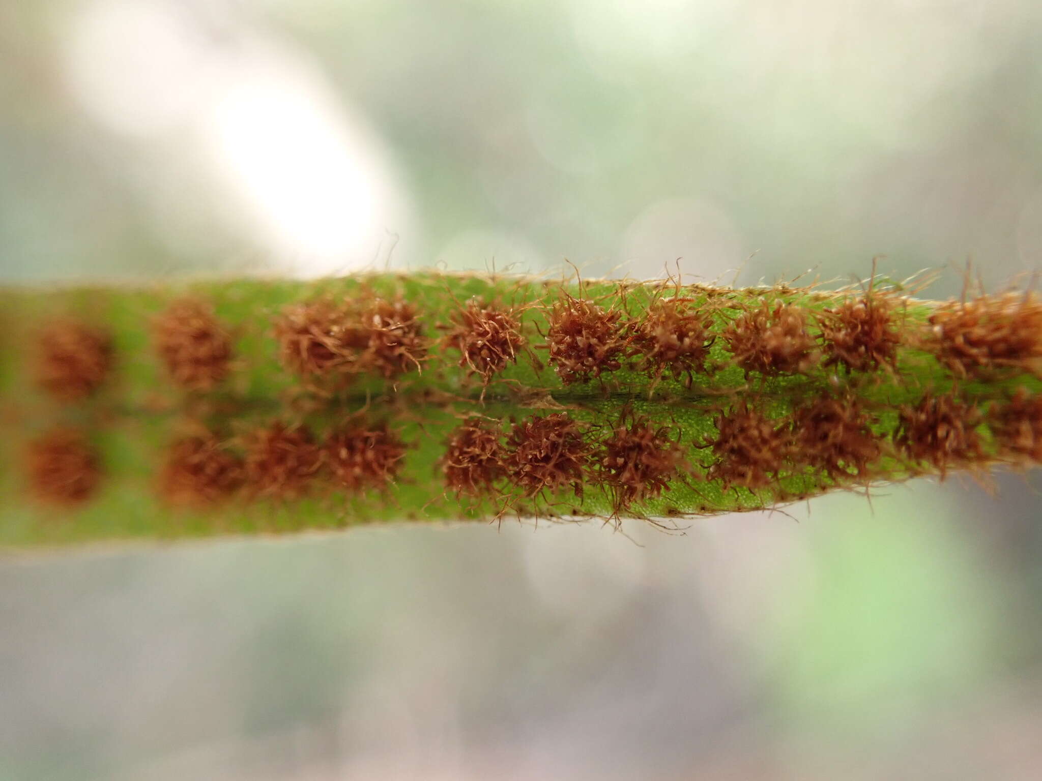 Microgramma piloselloides (L.) Copel.的圖片