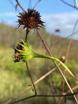 Image de Helianthus agrestis Pollard