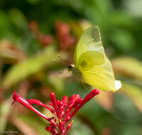 Image of Statira sulphur