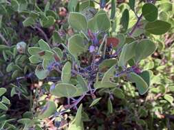 Image de Arctostaphylos pumila Nutt.