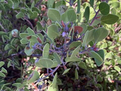 Слика од Arctostaphylos pumila Nutt.