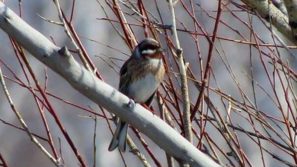 صورة Emberiza leucocephalos Gmelin & SG 1771