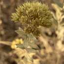 Image of Helichrysum uninervium Burtt Davy