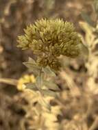 Image of Helichrysum uninervium Burtt Davy