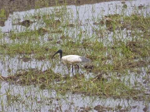 Image of Black-headed Ibis