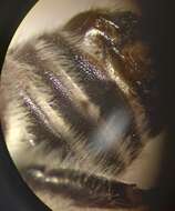 Image of Megachile pilidens Alfken 1924