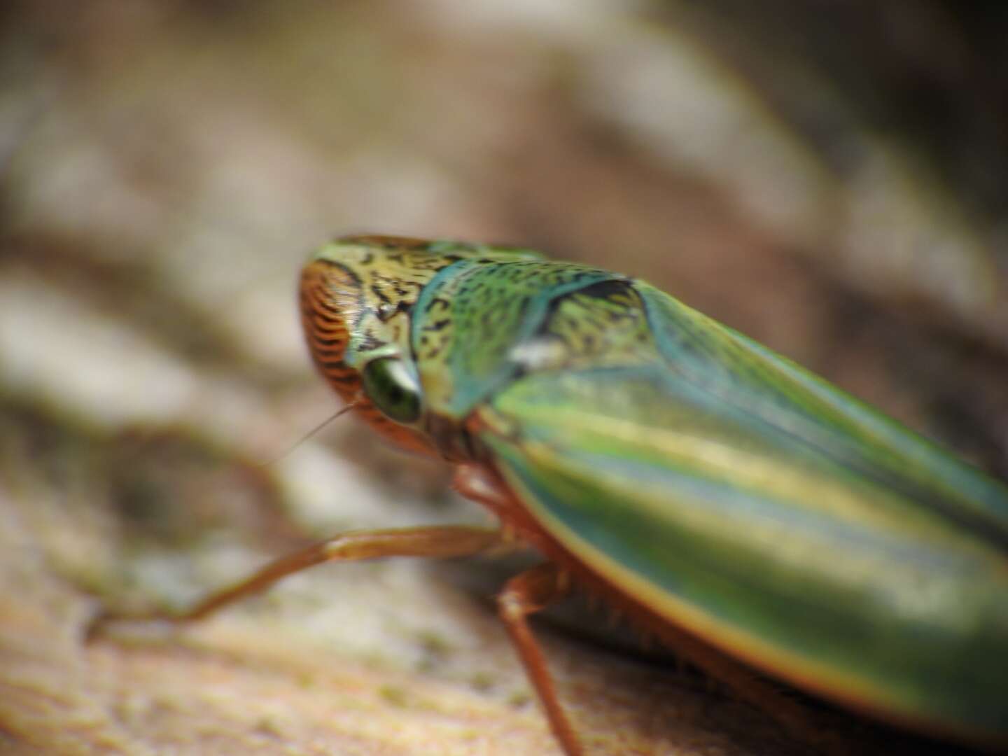 Graphocephala psephena Young 1977的圖片