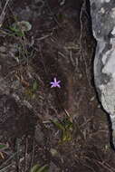 Image of Cattleya pabstii (F. E. L. Miranda & K. G. Lacerda) Van den Berg