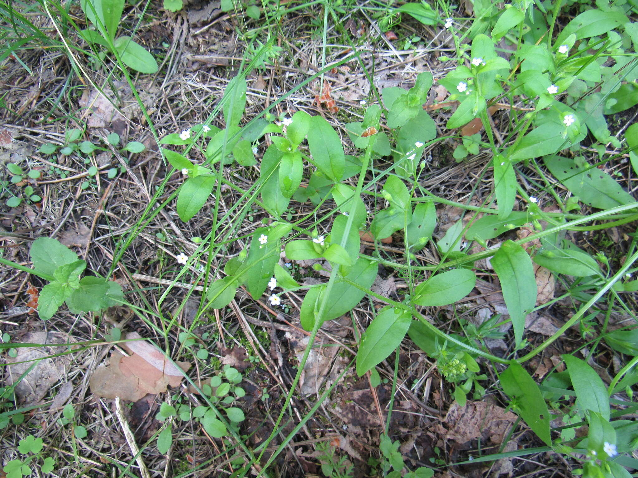 Image of Myosotis sparsiflora Pohl