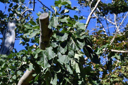 Image of Fraxinus chinensis subsp. rhynchophylla (Hance) A. E. Murray