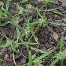 Image of Oldenlandia capensis var. capensis