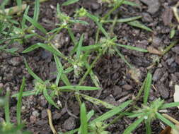 Image of Oldenlandia capensis var. capensis