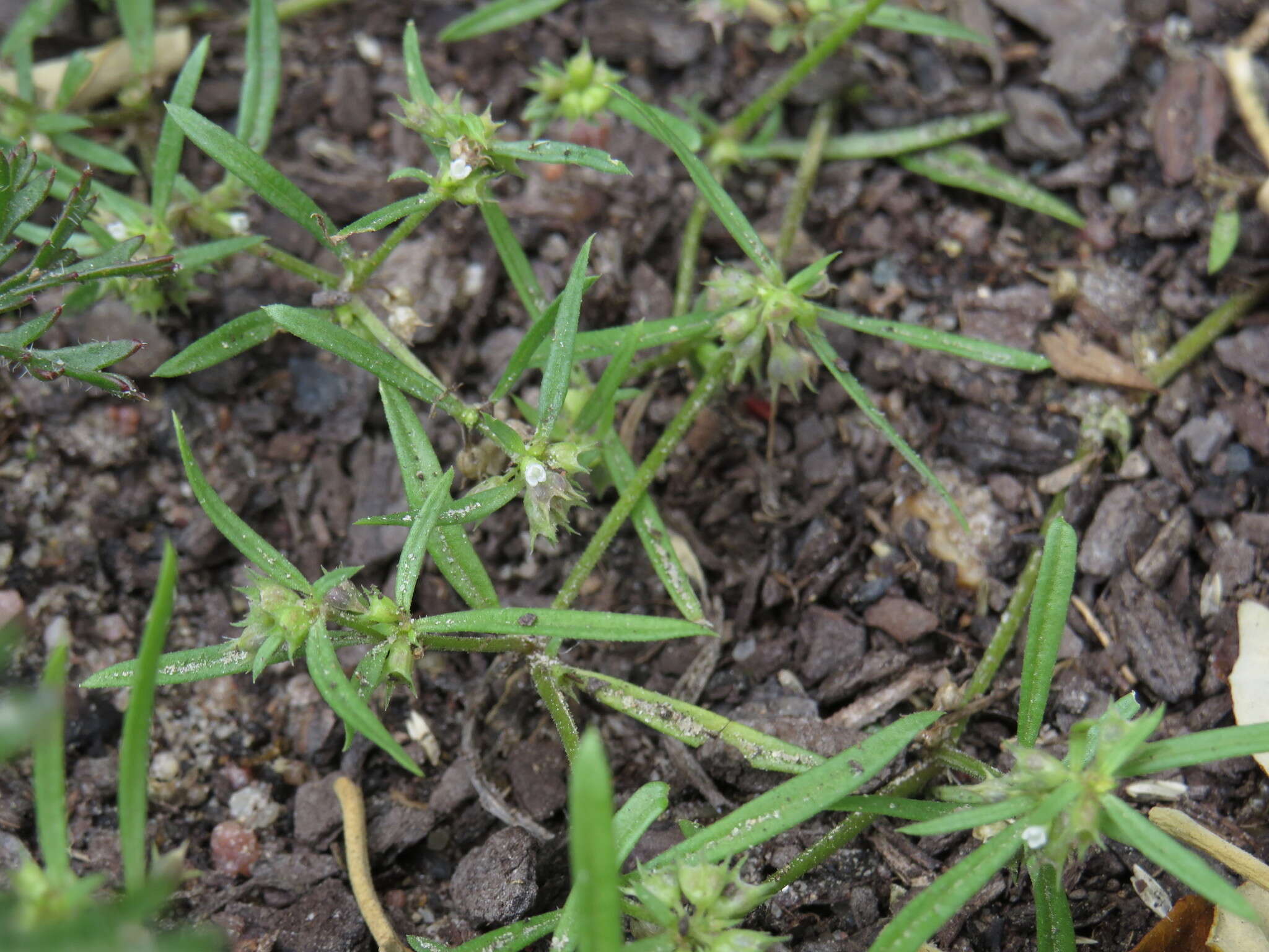 Oldenlandia capensis var. capensis resmi