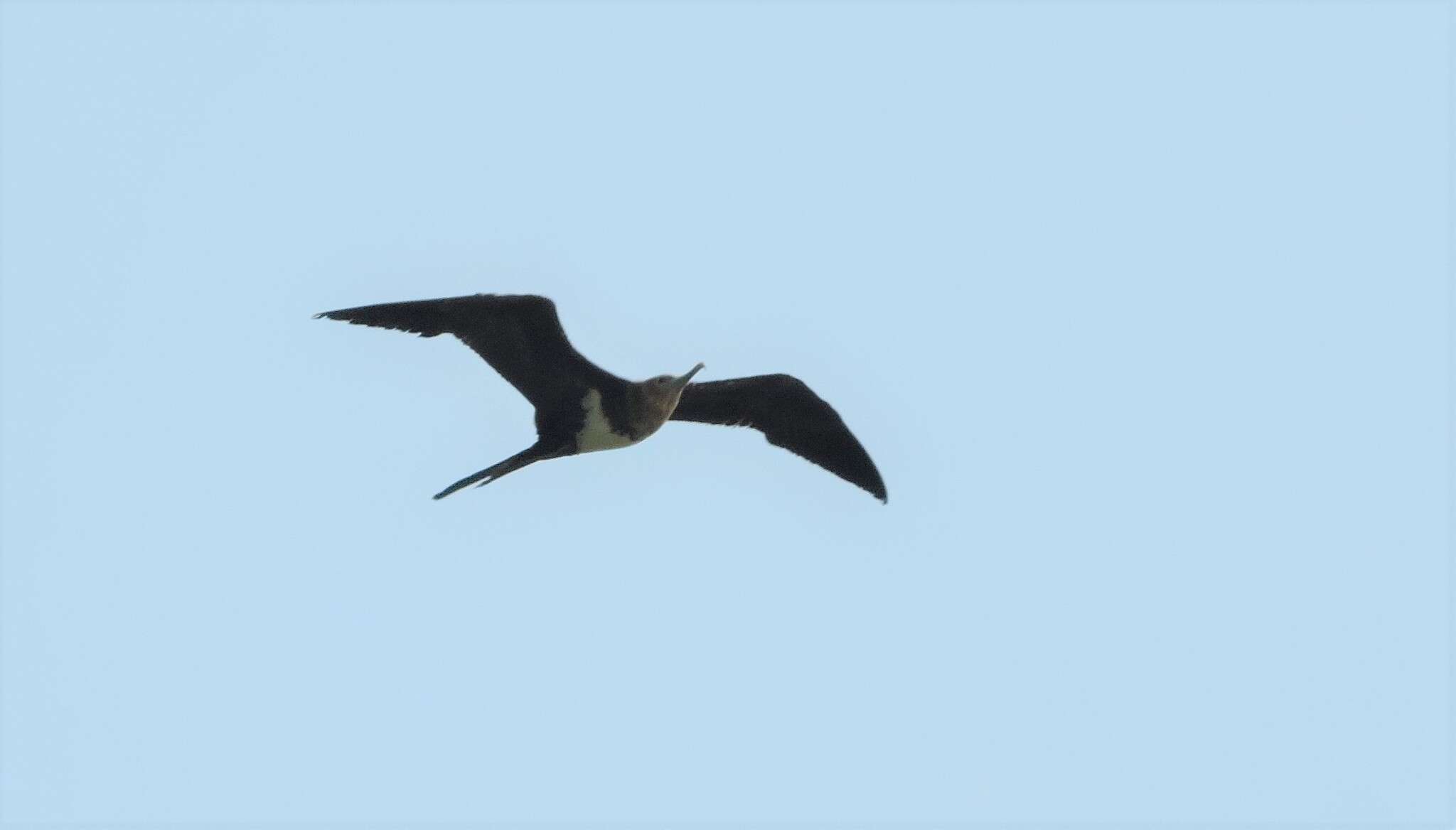 Image of Lesser Frigatebird