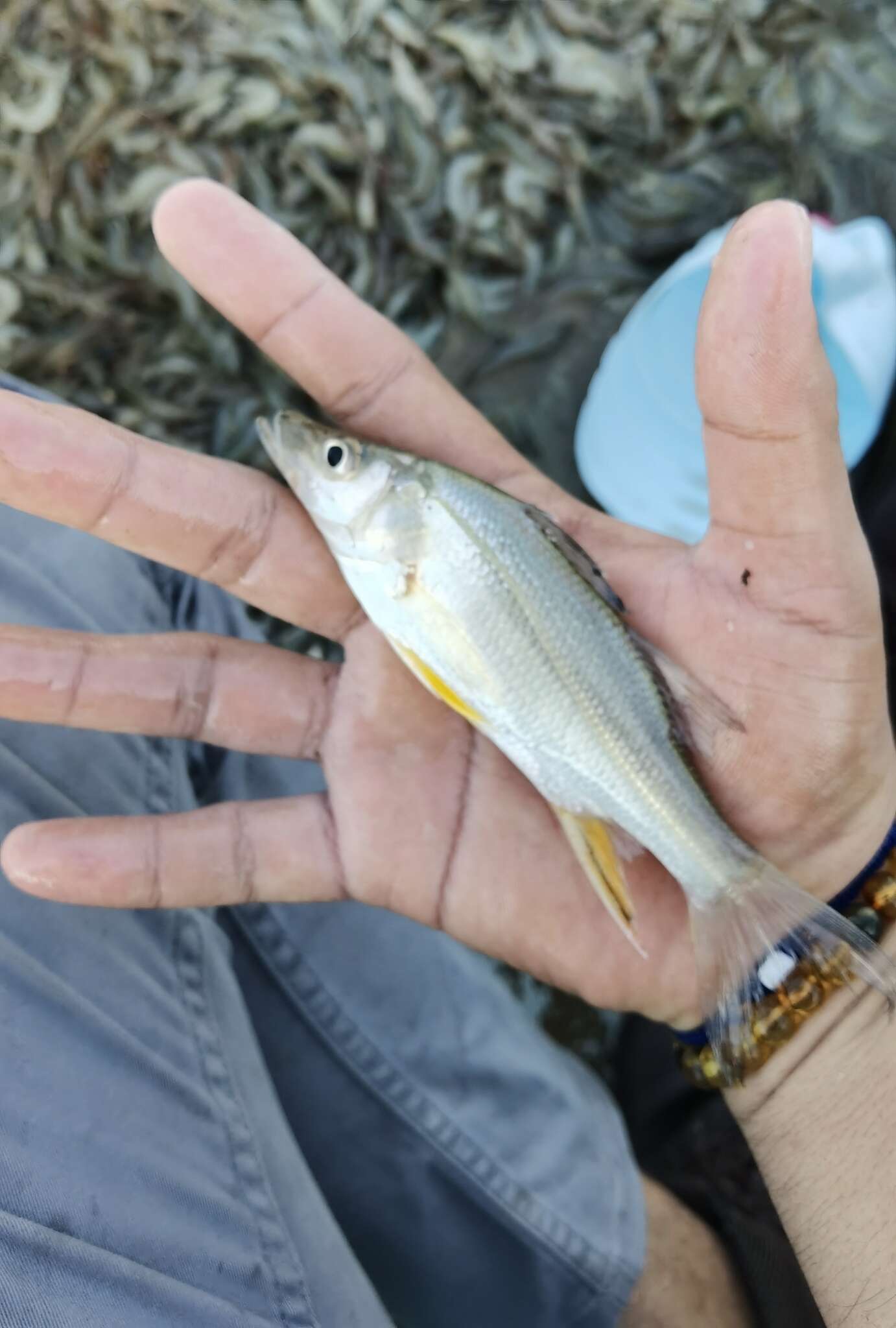 Image of Little snook