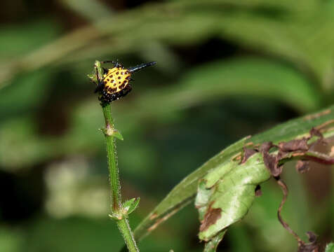 Image of Gasteracantha dalyi Pocock 1900