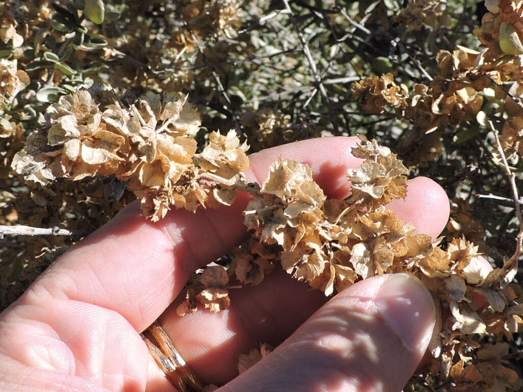 Image de Atriplex canescens (Pursh) Nutt.