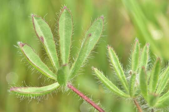 Plancia ëd Lupinus polycarpus Greene