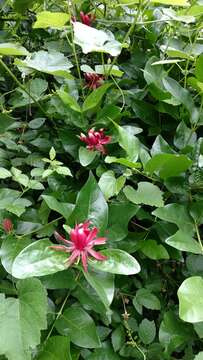 Image of western sweetshrub