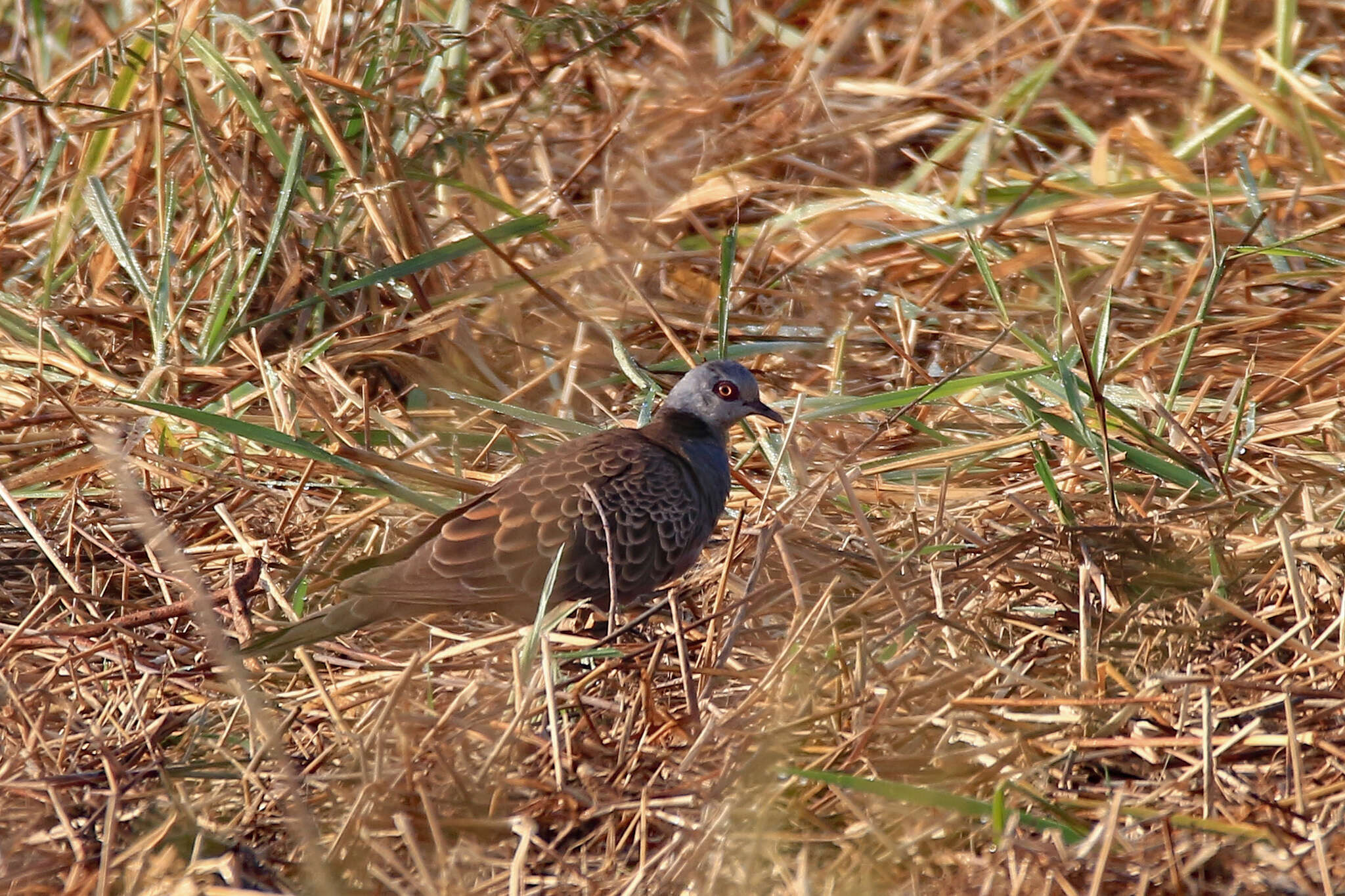 صورة Streptopelia hypopyrrha (Reichenow 1910)