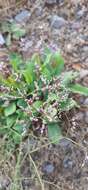 Image of Limonium narbonense Miller