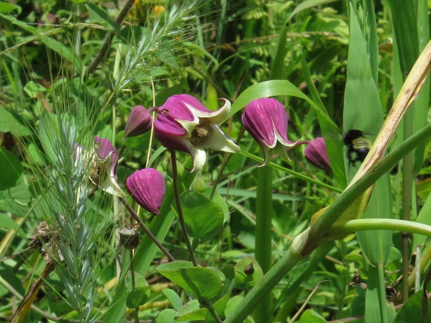 Image of White-Leaf Leather-Flower