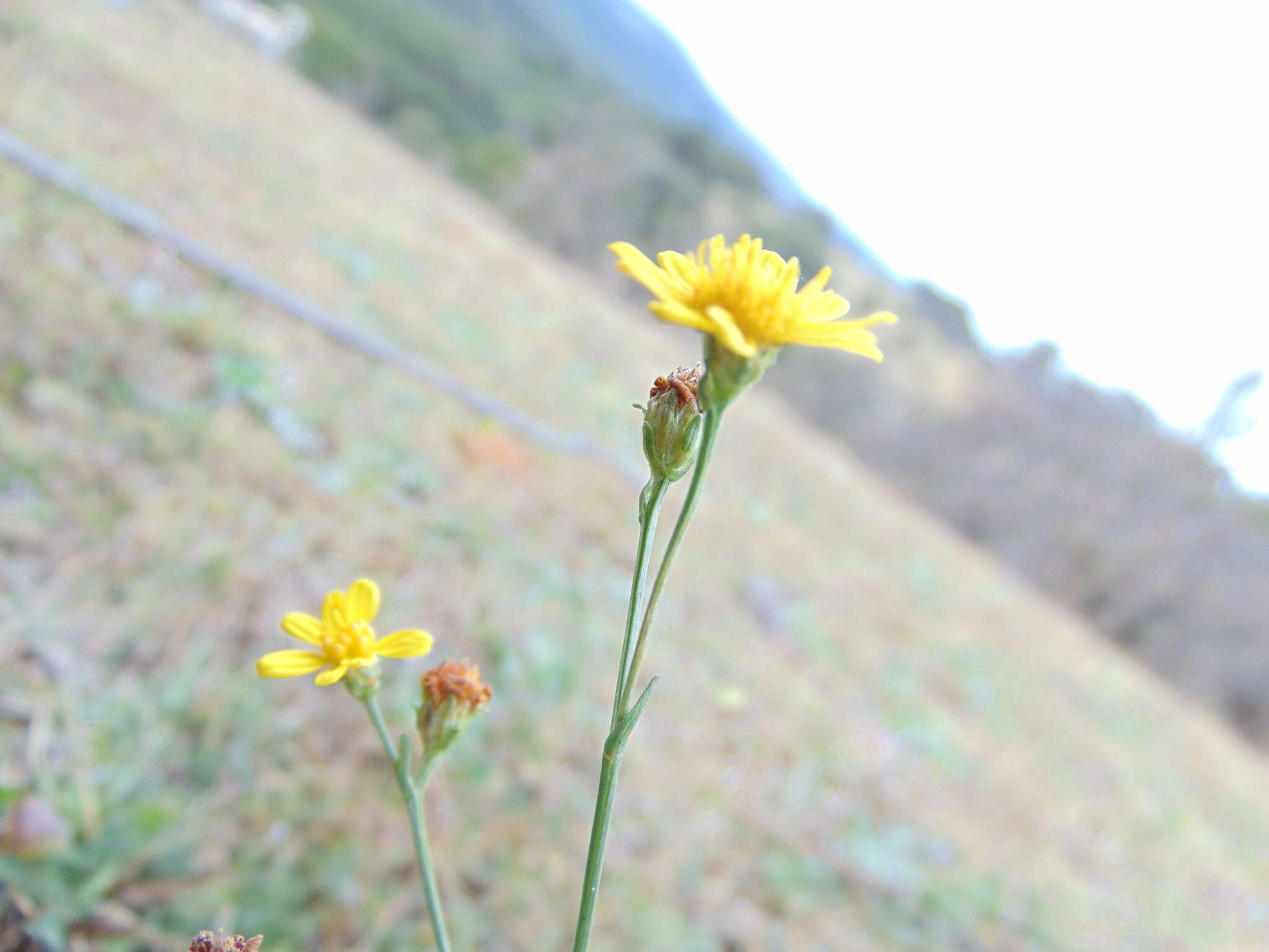 Image of Gutierrezia sericocarpa (A. Gray) M. A. Lane